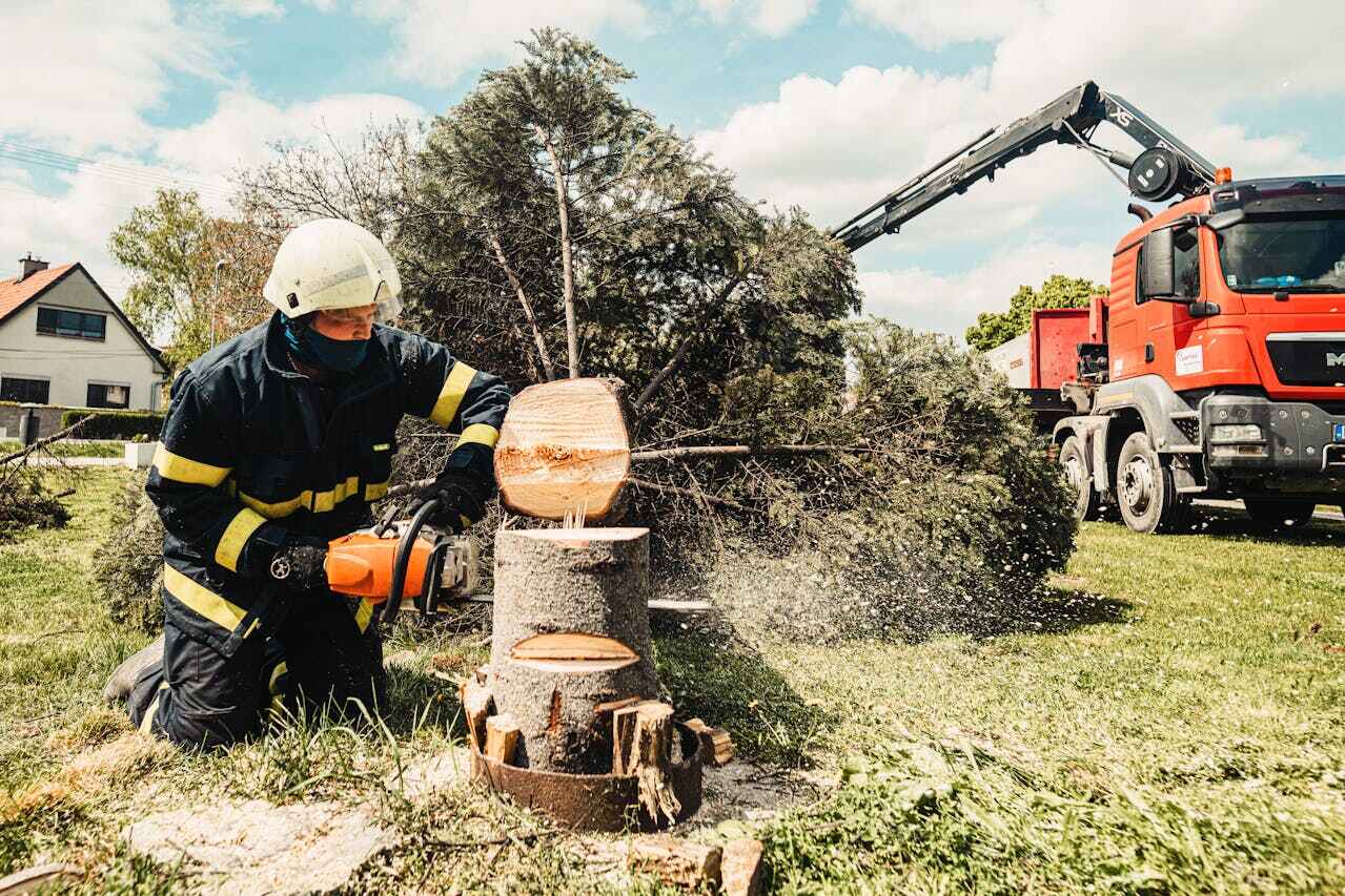 Tree Root Removal in Lone Jack, MO